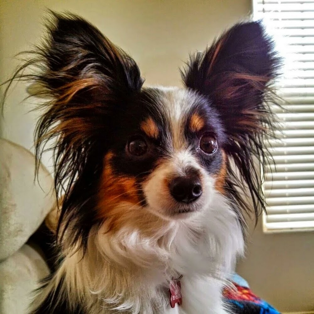 Meet your Posher, Deedee